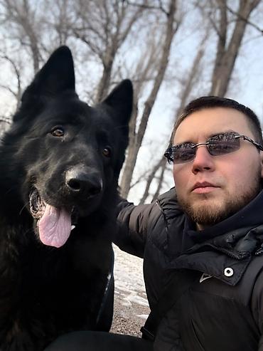 породистые собаки в бишкеке: Вязка: Восточноевропейская овчарка, Самец, 3 года, С родословной — 1