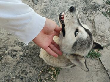 Продажа собак: Хаски, 5 месяцев, Самец, С прививкой
