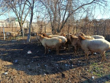 Бараны, овцы: Продаю | Овца (самка) | Для разведения | Матка — 7