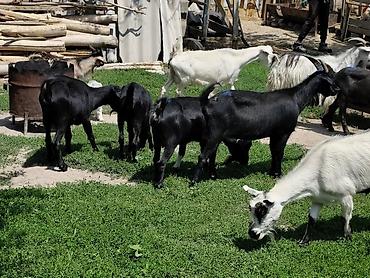 Козы, козлы: Продаю | Коза (самка), Козёл (самец), Козлёнок — 8