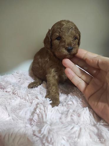 İtlər: Pudel — 16