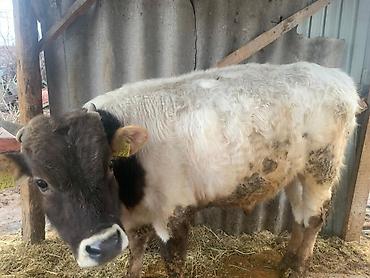 Коровы, быки: Продаю | Бык (самец) | Швицкая | На откорм | Племенные — 7