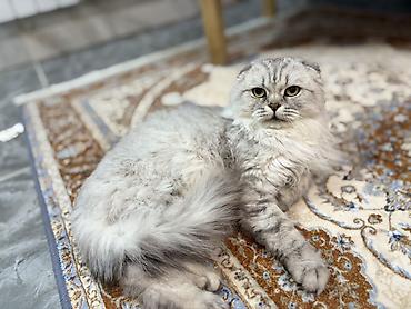 скоттиш фолд бишкек: Скотиш Фолд (Шотландская вислоухая), 2 года, Девочка, Серебристая шиншилла — 1