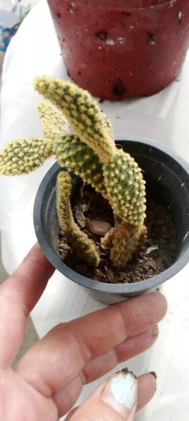 Kaktus: Kaktusi – više vrsta u saksiji - Opuntia microdasys (tzv. „zeka“ — 1