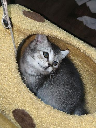 котята шотландской породы: Скотиш Страйт (Шотландская прямоухая), 2 месяца, Девочка, Серебристая шиншилла — 4