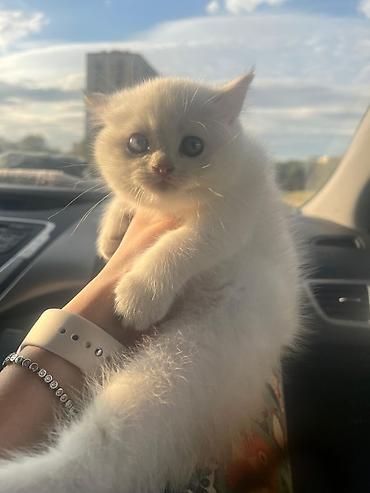 Pişiklər: Britan, Yaxşı əllərə — 6