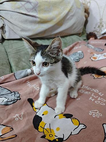 Мышыктар: 3 айлык, Ургаачы, Лотокко барууга үйрөтүлгөн, Курттардан тазаланган, Эмделген — 3