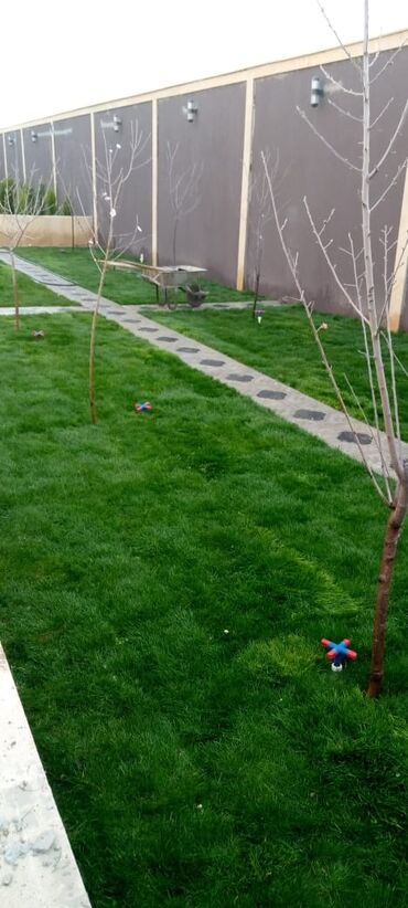 Toxumlar: Qazon sifarişi qəbul olunur yüksək keyfiyyətli danimarka toxumu ilə -da lalafo.az — 5 Toxumlar: Qazon sifarişi qəbul olunur yüksək keyfiyyətli danimarka toxumu ilə — 5