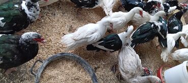 Ördəklər: Təcili satılır.Real alıcılar əlaqə saxlaya bilər — 13