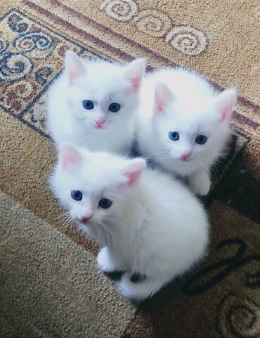 Коты: 2 мальчика, 1 девочка, по 2 месяца,полностью белые, голубоглазые