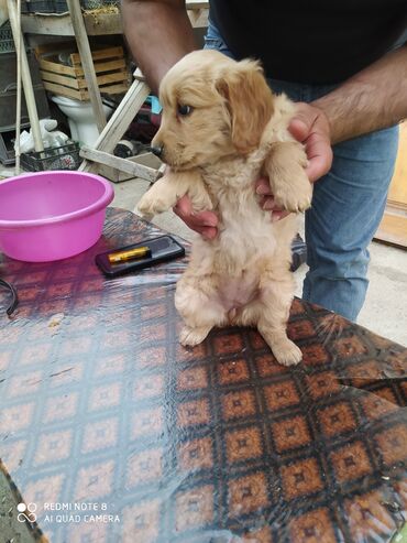 İtlər: 3 ay, Dişi, Pulsuz çatdırılma