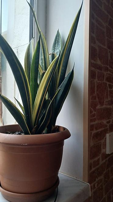 sakura ağacı: Məhsul: Otaq sukulentləri – Pul ağacı (Crassula ovata) və Aloe (Aloe — 7