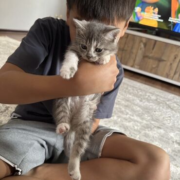 дом для собака: 1 айлык, Эркек, Боз, Лотокко барууга үйрөтүлгөн