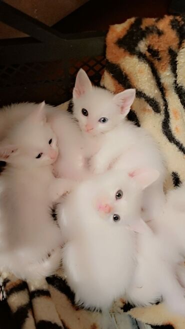 котёнок в хорошие руки: Турецкая Ангора остались 3 котята девочки, здоровые и активные. День