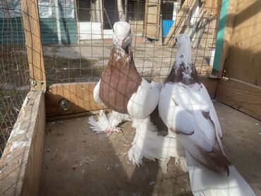 Другие с/х животные: Породные голуби с «чубом» и мощным зобом (дутыши/крякуны), окраска — 1