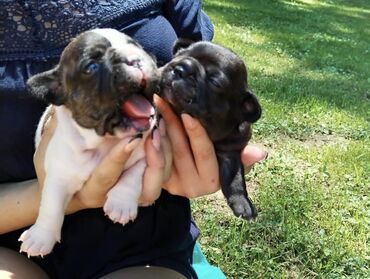 Psi: Mužjak francuskog buldoga dostupan za PARENJE Star 6 godina ima 5 — 10