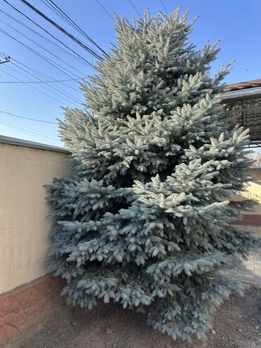 Декоративные деревья: Голубая ель (Picea pungens ‘Glauca’), крупномер. - Вид: колючая ель — 8
