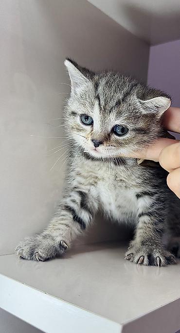 Pişiklər: Britan, Erkək, Ünvandan götürmə — 5