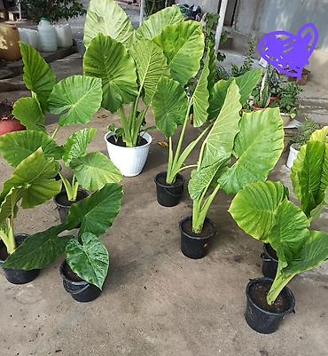 Алоказии: Алоказия (Alocasia, «Слоновье ухо») в горшках - Эффектные крупные — 2
