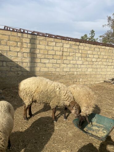 мощный игрушечный пистолет: Erkək, il: 2, 70 kq, Ətlik, Ünvandan götürmə