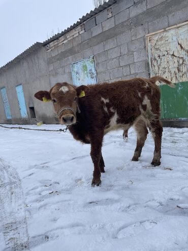 Коровы, быки: Продаю | Бык (самец), Музоо, торпок | Швицкая, Симментальская | Искусственник