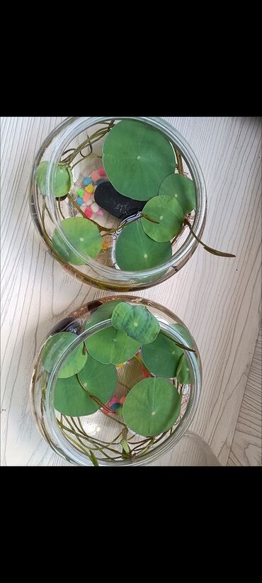 цветочный горшки: Посуда для лотоса стекло (15см) в подарок цветные камушки😊 цена за 1