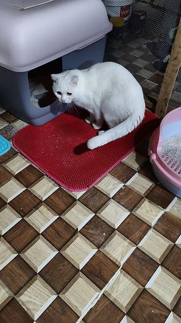 aksolotl satışı: Şotland yastı qulaq, Erkək, Yaxşı əllərə, Ödənişli çatdırılma — 2