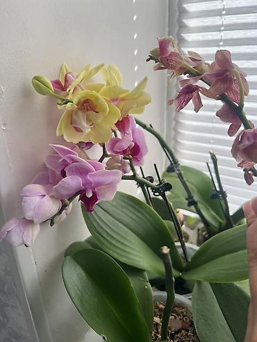 комнатные лимоны: Орхидеи Phalaenopsis в прозрачных горшках. - Окраски: нежно‑розовая с — 2