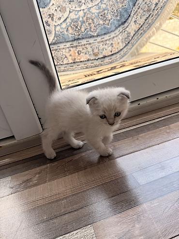 кошки г ош: Шотландские котята (скоттиш) светлого окраса. Вислоухий Срочно ‼️ — 4