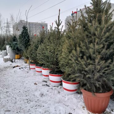 Ёлки: Продаю Голубые Ели Оптом и в розницу Ели Тянь Шаньевские от 3500 с — 10