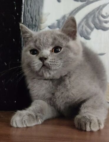 веслоухие коты: Шотландский котёнок от шикарных производителей . Котик 2,5 месяца