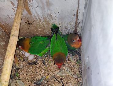 Tutuquşları: Ağüzüklü sevdaquşları (Agapornis personatus/rosenicolis) – müxtəlif — 3