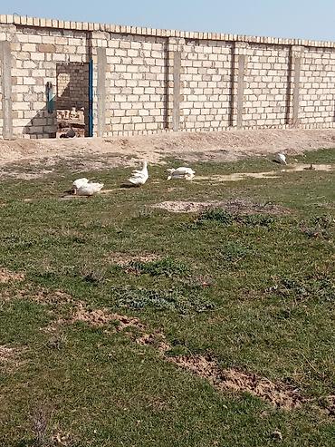 cins buzovların satışı: Qaz cücələri, Ətlik, Ünvandan götürmə, Pulsuz çatdırılma, Ödənişli çatdırılma — 3