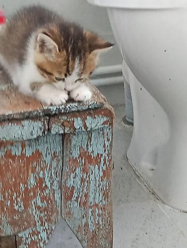 животные кошка: Котята, помет из нескольких малышей. - Окрас: тигровые (табби) и — 5