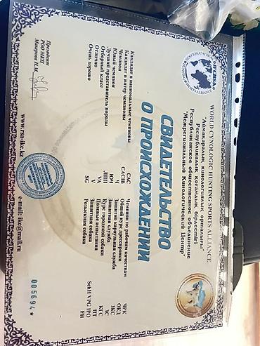 Американская акита. Окрас палево-соболиный с белыми отметинами, густая — 2