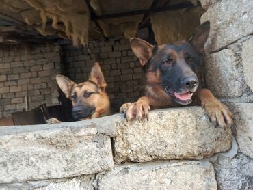 дрессировка собак бишкек: Немецкая овчарка, Самовывоз