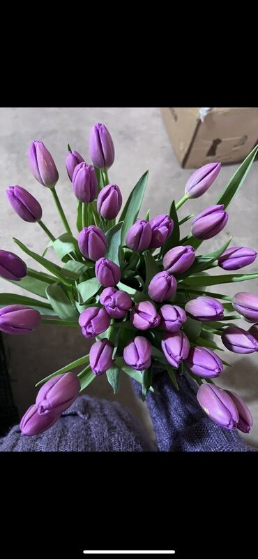 Цветы и букеты: Тюльпаны оптом. - Срезанные тюльпаны в упаковке, готовые к — 4