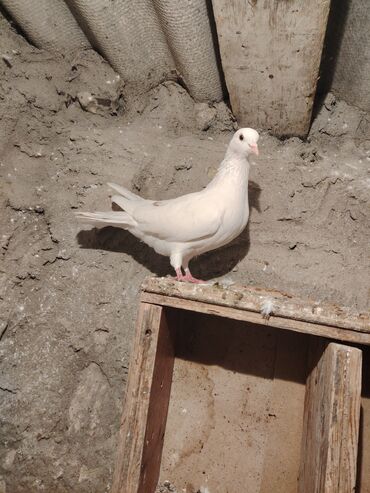 Göyərçinlər: Salam quş dar satlır tam saglam usdu usdə 7m — 4