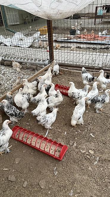 цып: Продаю | Цыплята | Брама | Для разведения — 2