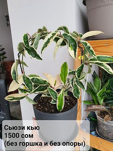 Хойи: Взрослые сортовые хойи
Цена, название и подробности на фото — 11