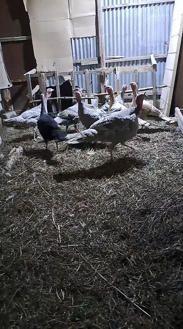 Hinduşkalar: Erkək, Damazlıq — 2