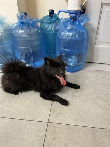 İtlər: Şpitz -da lalafo.az — 8 İtlər: Şpitz — 8