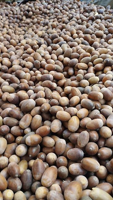 ящики для ягод: Продам жёлуди. Примерно 80-90 кг. Среднего размера, чистые, без — 1