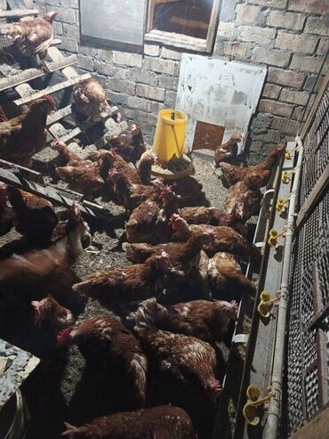 эшек жаныбар: Продаюся куры несушки ломан Браун 40 шт возраст 1 год несутся хорошо