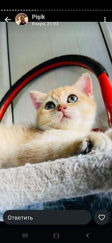 Pişiklər: Şotland — 14