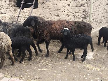 Баран, овца: Продаю | Овца (самка) | Полукровка | Для разведения | Матка — 6