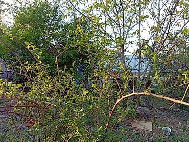 Продажа домов: Дача, 20 м², 2 комнаты, Собственник — 6