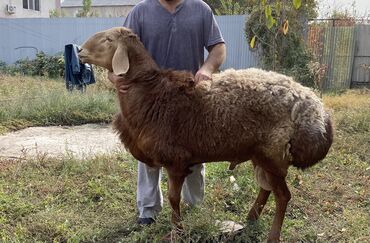 сколько стоит кролик домашний: Сатам | Кочкор (эркек) | Көбөйтүү үчүн | Асыл тукумдуу