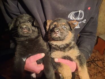 Собаки: Продаю щенков немецкой овчарки23 марта будет 2 месяца кушают сами