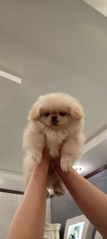 xaski it sekilleri: Pekines, 3 ay, Erkek
